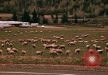 Immagine di Ovini e corsie di marcia Frisco Colorado United States USA, 1971, secondo 48 filmato di repertorio 65675033332