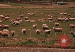 Immagine di Ovini e corsie di marcia Frisco Colorado United States USA, 1971, secondo 49 filmato di repertorio 65675033332