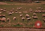 Immagine di Ovini e corsie di marcia Frisco Colorado United States USA, 1971, secondo 50 filmato di repertorio 65675033332