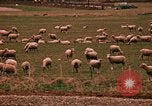 Immagine di Ovini e corsie di marcia Frisco Colorado United States USA, 1971, secondo 51 filmato di repertorio 65675033332