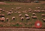 Immagine di Ovini e corsie di marcia Frisco Colorado United States USA, 1971, secondo 52 filmato di repertorio 65675033332