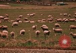 Immagine di Ovini e corsie di marcia Frisco Colorado United States USA, 1971, secondo 53 filmato di repertorio 65675033332