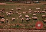 Immagine di Ovini e corsie di marcia Frisco Colorado United States USA, 1971, secondo 54 filmato di repertorio 65675033332