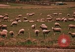 Immagine di Ovini e corsie di marcia Frisco Colorado United States USA, 1971, secondo 57 filmato di repertorio 65675033332