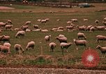 Immagine di Ovini e corsie di marcia Frisco Colorado United States USA, 1971, secondo 58 filmato di repertorio 65675033332