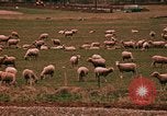 Immagine di Ovini e corsie di marcia Frisco Colorado United States USA, 1971, secondo 59 filmato di repertorio 65675033332