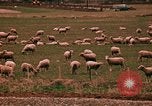 Immagine di Ovini e corsie di marcia Frisco Colorado United States USA, 1971, secondo 60 filmato di repertorio 65675033332