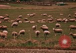 Immagine di Ovini e corsie di marcia Frisco Colorado United States USA, 1971, secondo 61 filmato di repertorio 65675033332