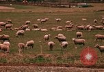 Immagine di Ovini e corsie di marcia Frisco Colorado United States USA, 1971, secondo 62 filmato di repertorio 65675033332