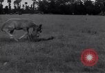Standbild Jagdflieger des 9 Air Force Criqueville Frankreich, 1944, aus Sekunde 42 historischem Filmmaterial Videoclip 65675033411