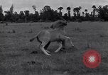 Standbild Jagdflieger des 9 Air Force Criqueville Frankreich, 1944, aus Sekunde 44 historischem Filmmaterial Videoclip 65675033411