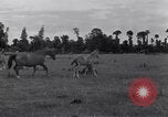 Standbild Jagdflieger des 9 Air Force Criqueville Frankreich, 1944, aus Sekunde 48 historischem Filmmaterial Videoclip 65675033411