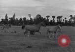 Standbild Jagdflieger des 9 Air Force Criqueville Frankreich, 1944, aus Sekunde 50 historischem Filmmaterial Videoclip 65675033411