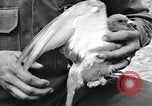 Standbild Pigeon boten Tunesien Nordafrika, 1943, aus Sekunde 31 historischem Filmmaterial Videoclip 65675033484