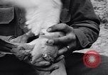Standbild Pigeon boten Tunesien Nordafrika, 1943, aus Sekunde 33 historischem Filmmaterial Videoclip 65675033484