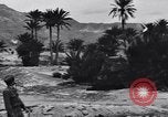 Standbild Pigeon boten Tunesien Nordafrika, 1943, aus Sekunde 48 historischem Filmmaterial Videoclip 65675033484