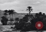 Standbild Pigeon boten Tunesien Nordafrika, 1943, aus Sekunde 49 historischem Filmmaterial Videoclip 65675033484