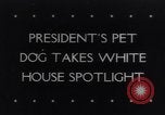 Immagine di Il presidente Franklin Delano Roosevelt Washington DC White House USA, 1943, secondo 1 filmato di repertorio 65675033495