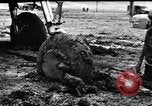 Image of Allied Forces stymied by rain and floods in mountains of Algeria Tunisia North Africa, 1942, second 17 stock footage video 65675033509