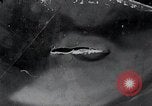 Image of Bay of Pigs Cuba Invasion Cuba, 1961, second 22 stock footage video 65675033521