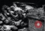Image of German atrocities Germany, 1945, second 44 stock footage video 65675033529