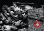 Image of German atrocities Germany, 1945, second 45 stock footage video 65675033529