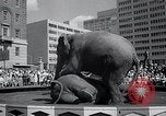 Image Barnum-Bailey Ringling Brothers Circus New York United States USA, 1965, de la seconde 32 séquences d'archives historiques vidéo 65675033536