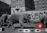 Image Barnum-Bailey Ringling Brothers Circus New York United States USA, 1965, de la seconde 47 séquences d'archives historiques vidéo 65675033536