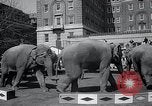 Image Barnum-Bailey Ringling Brothers Circus New York United States USA, 1965, de la seconde 48 séquences d'archives historiques vidéo 65675033536