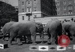 Image Barnum-Bailey Ringling Brothers Circus New York United States USA, 1965, de la seconde 49 séquences d'archives historiques vidéo 65675033536