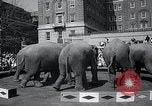 Image Barnum-Bailey Ringling Brothers Circus New York United States USA, 1965, de la seconde 50 séquences d'archives historiques vidéo 65675033536