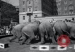 Image Barnum-Bailey Ringling Brothers Circus New York United States USA, 1965, de la seconde 51 séquences d'archives historiques vidéo 65675033536