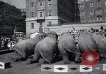 Image Barnum-Bailey Ringling Brothers Circus New York United States USA, 1965, de la seconde 52 séquences d'archives historiques vidéo 65675033536
