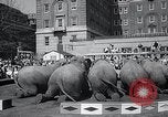 Image Barnum-Bailey Ringling Brothers Circus New York United States USA, 1965, de la seconde 53 séquences d'archives historiques vidéo 65675033536