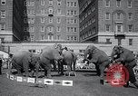Image Barnum-Bailey Ringling Brothers Circus New York United States USA, 1965, de la seconde 61 séquences d'archives historiques vidéo 65675033536