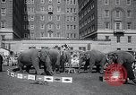 Image Barnum-Bailey Ringling Brothers Circus New York United States USA, 1965, de la seconde 62 séquences d'archives historiques vidéo 65675033536