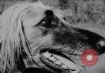 Image of The Afghan Hound Hamburg Germany, 1965, second 6 stock footage video 65675033541
