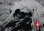 Image of The Afghan Hound Hamburg Germany, 1965, second 7 stock footage video 65675033541