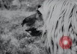 Image of The Afghan Hound Hamburg Germany, 1965, second 8 stock footage video 65675033541
