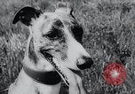 Image of The Afghan Hound Hamburg Germany, 1965, second 9 stock footage video 65675033541