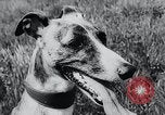 Image of The Afghan Hound Hamburg Germany, 1965, second 10 stock footage video 65675033541