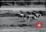 Image of The Afghan Hound Hamburg Germany, 1965, second 13 stock footage video 65675033541