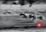 Image of The Afghan Hound Hamburg Germany, 1965, second 14 stock footage video 65675033541