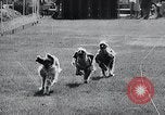 Image of The Afghan Hound Hamburg Germany, 1965, second 16 stock footage video 65675033541