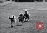 Image of The Afghan Hound Hamburg Germany, 1965, second 17 stock footage video 65675033541