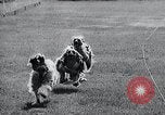 Image of The Afghan Hound Hamburg Germany, 1965, second 18 stock footage video 65675033541