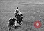 Image of The Afghan Hound Hamburg Germany, 1965, second 19 stock footage video 65675033541