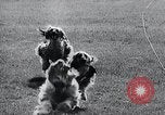 Image of The Afghan Hound Hamburg Germany, 1965, second 20 stock footage video 65675033541