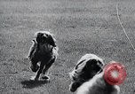 Image of The Afghan Hound Hamburg Germany, 1965, second 21 stock footage video 65675033541