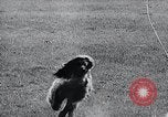 Image of The Afghan Hound Hamburg Germany, 1965, second 22 stock footage video 65675033541